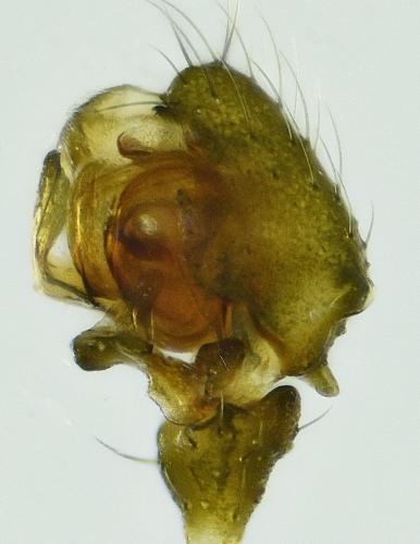 Réf. 217 351 : Agyneta rurestris